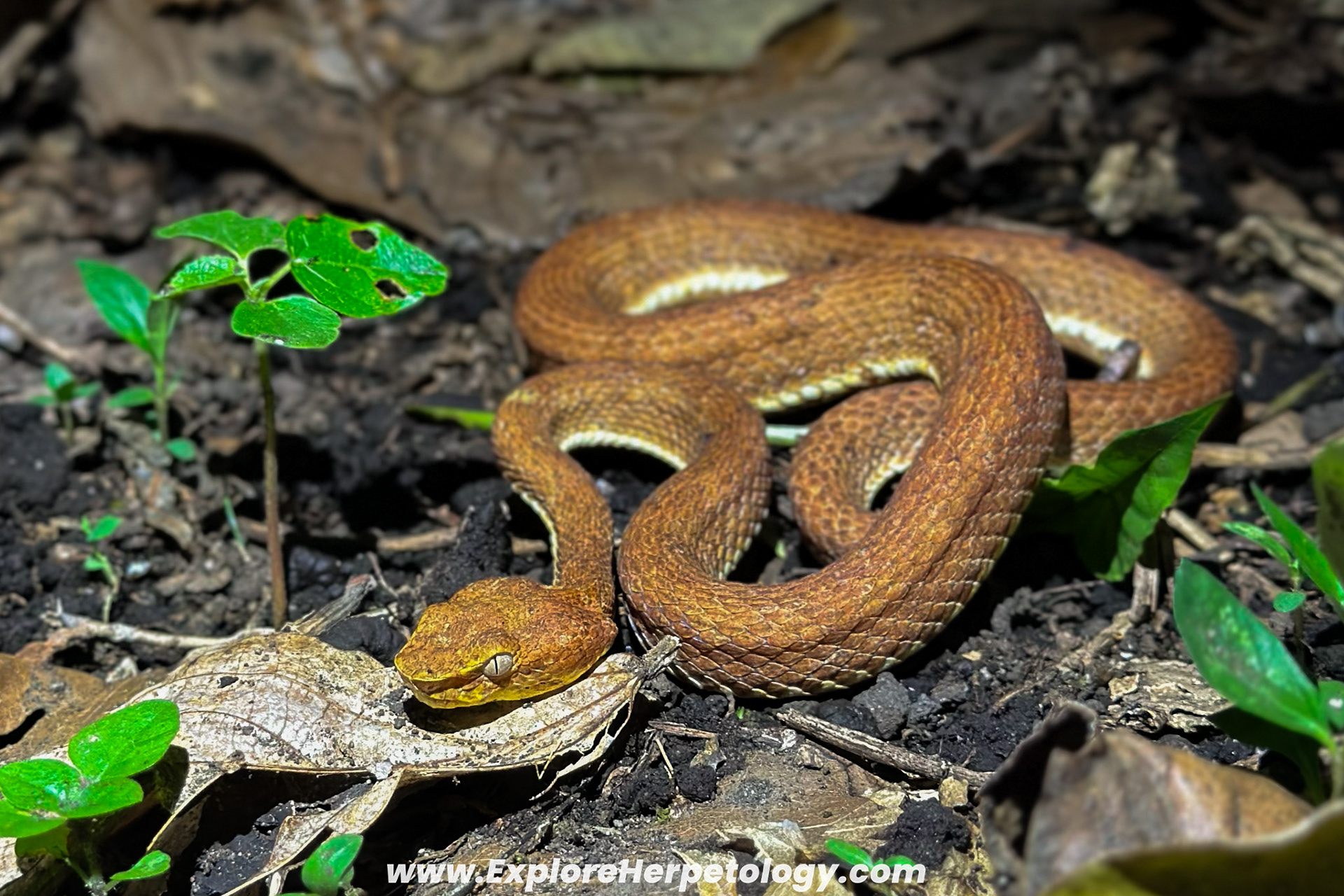 Mcgregor's pit viper (Trimeresurus mcgregori).