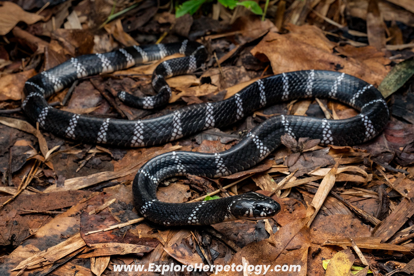 Red River krait (Bungarus slowinskii).