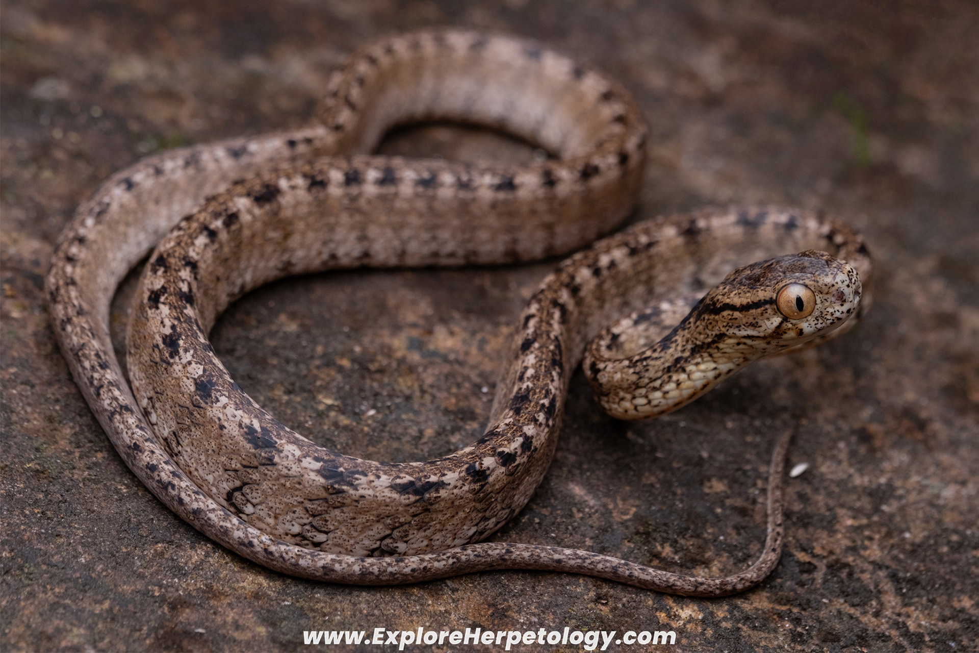 Truong Son slug snake (Pareas b. truongsonicus).