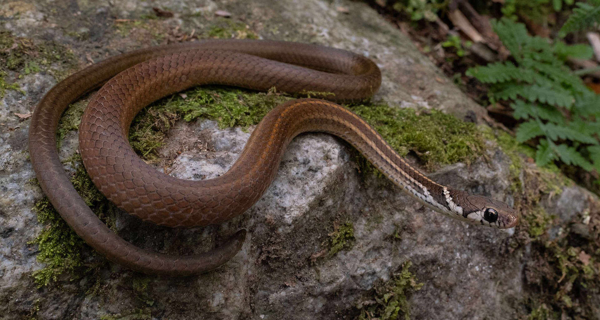 Long-tailed ground snake (Gongylosoma longicauda).