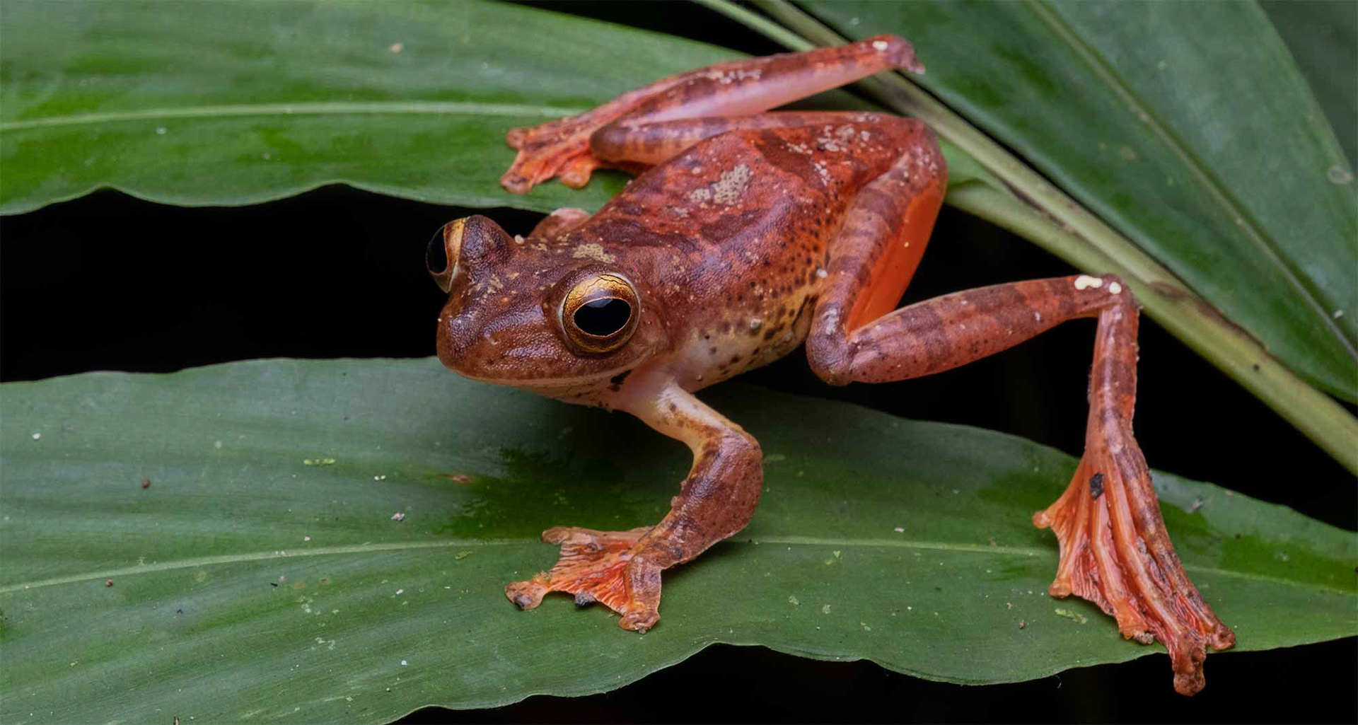Harlequin flying frog (Rhacophorus pardalis)