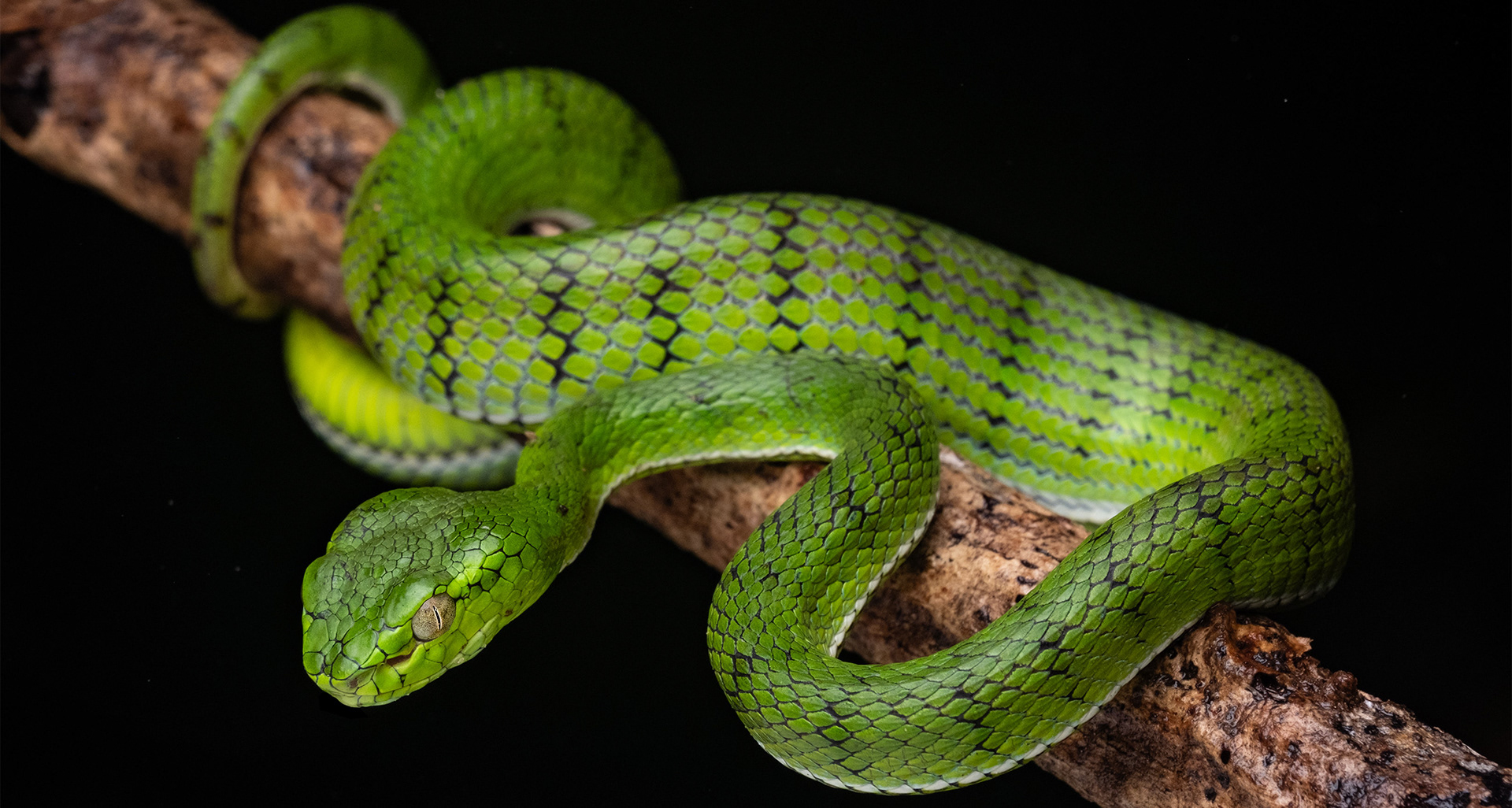 Juvenile Sumatran pit viper (Trimeresurus sumatranus)