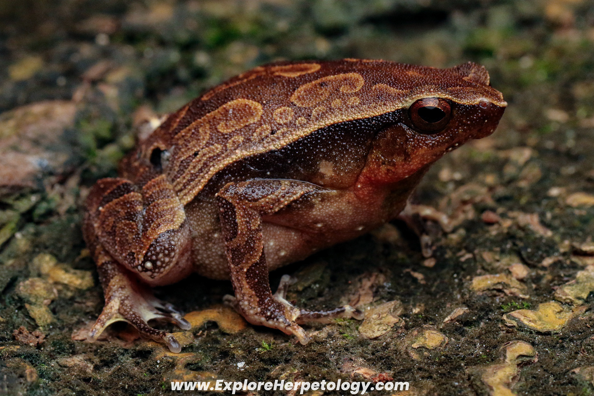 Mindanao sticky frog (Kalophrynus sinensis).