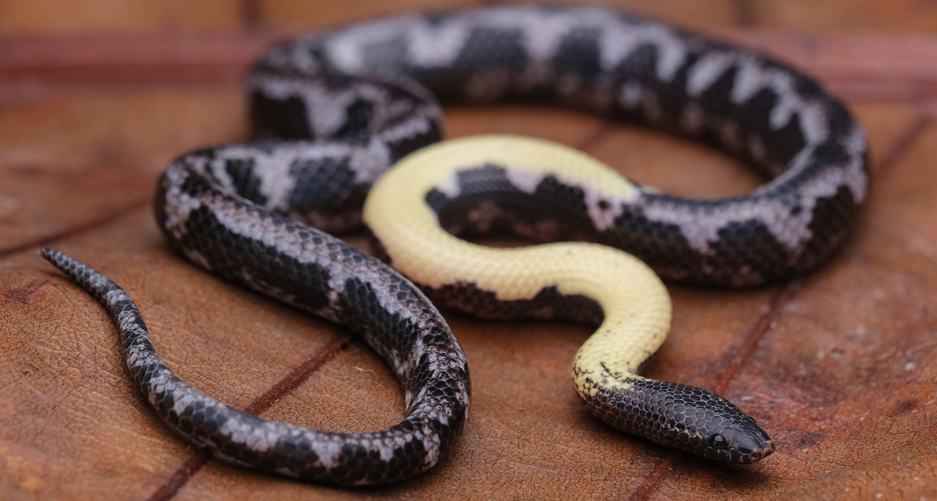 Schaefer's spiny-jawed snake (Xenophidion schaeferi).