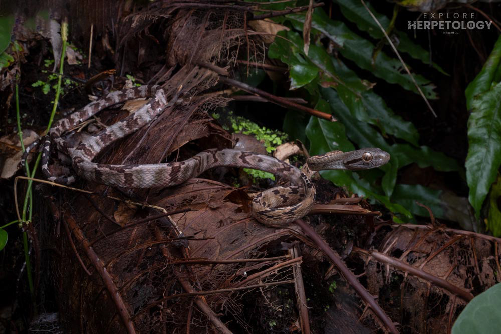 Dog-toothed cat snake (Boiga cynodon)