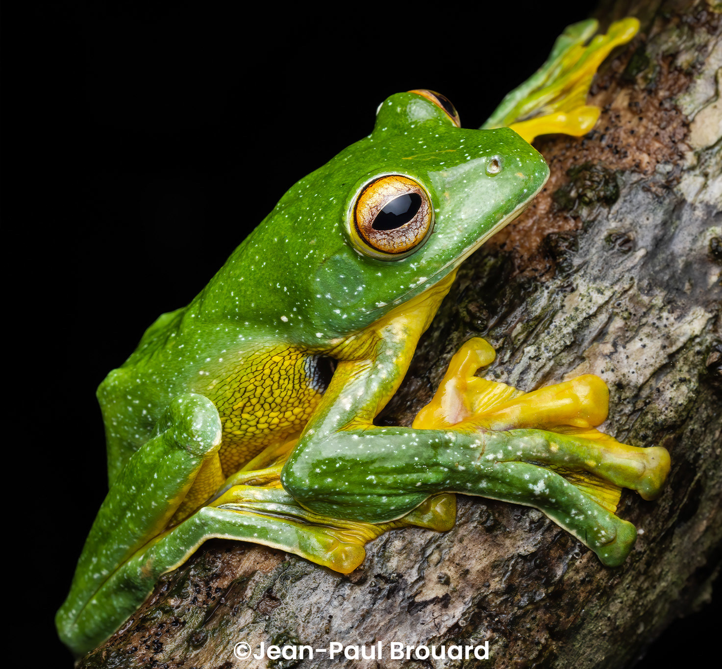 Kio flying frog (Rhacophorus kio).