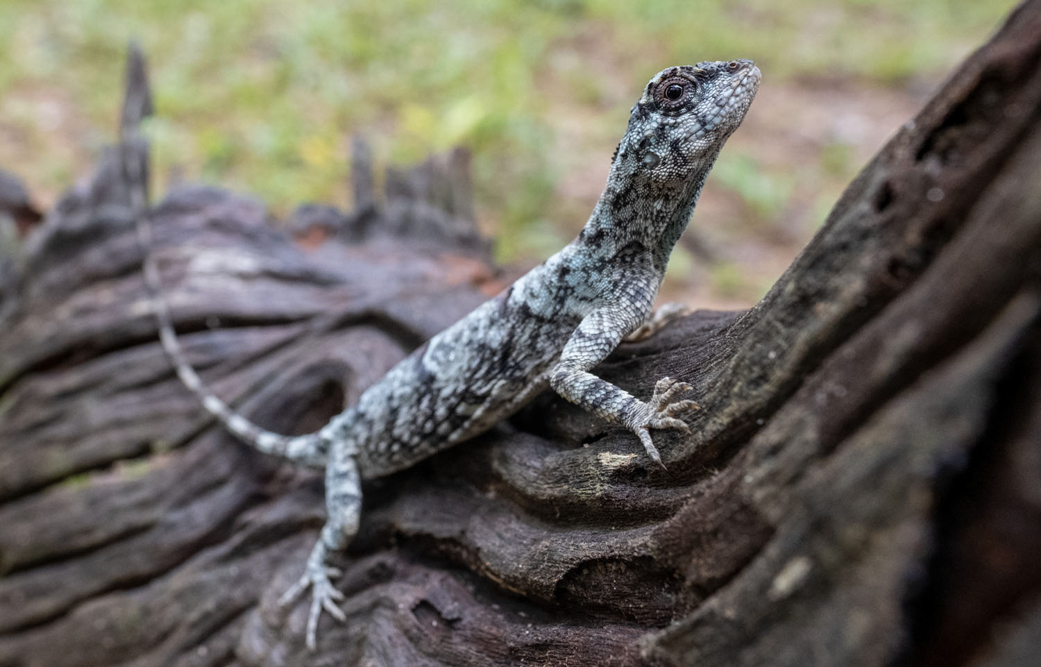 Blandford's flying dragon (Draco blandfordi)