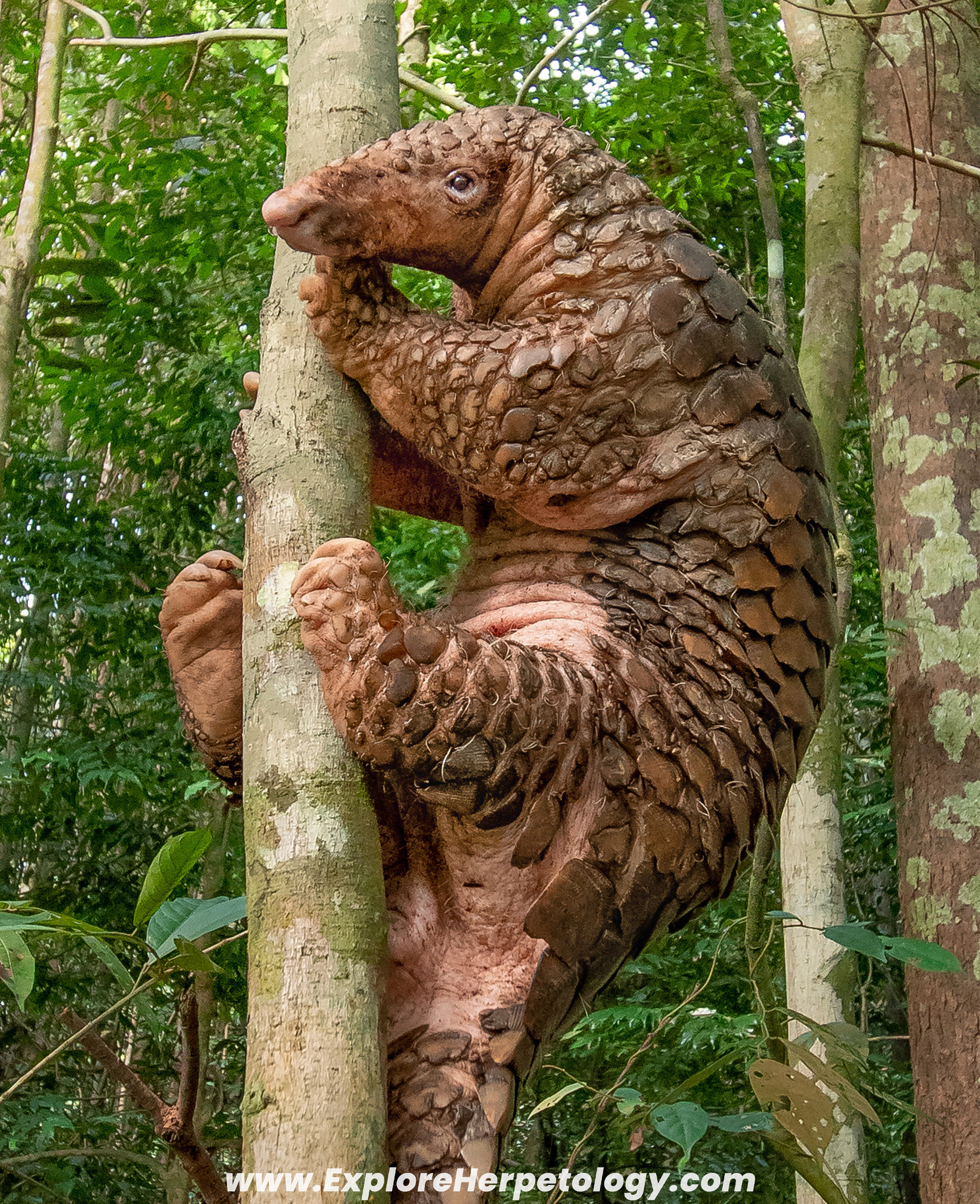 Sunda pangolin (Manis javanica).