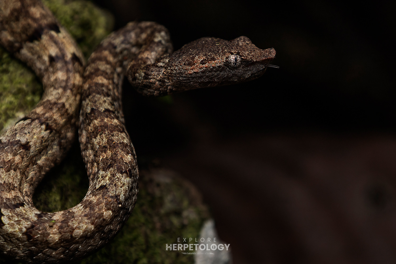 Wirot's pit-viper (Craspedocephalus wiroti)