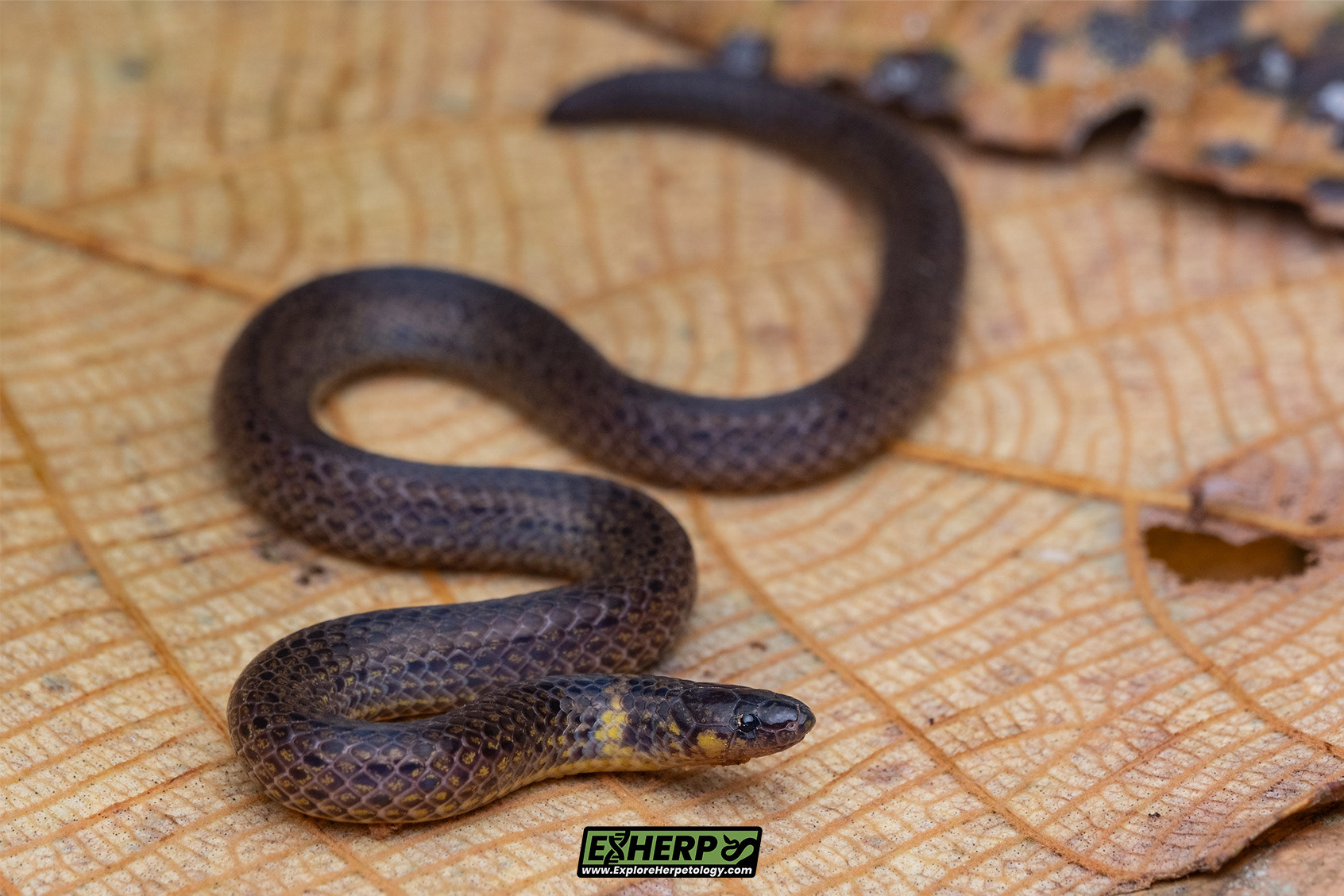 Padang reed snake (Calamaria abstrusa).