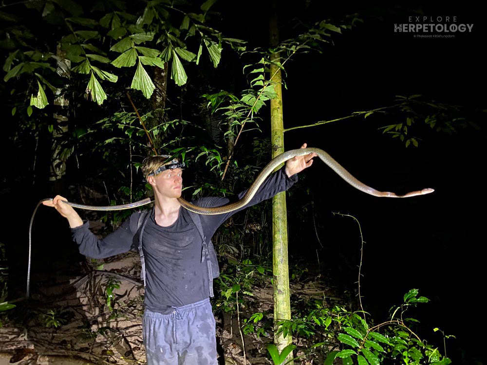 White-bellied rat snake (Ptyas fusca)
