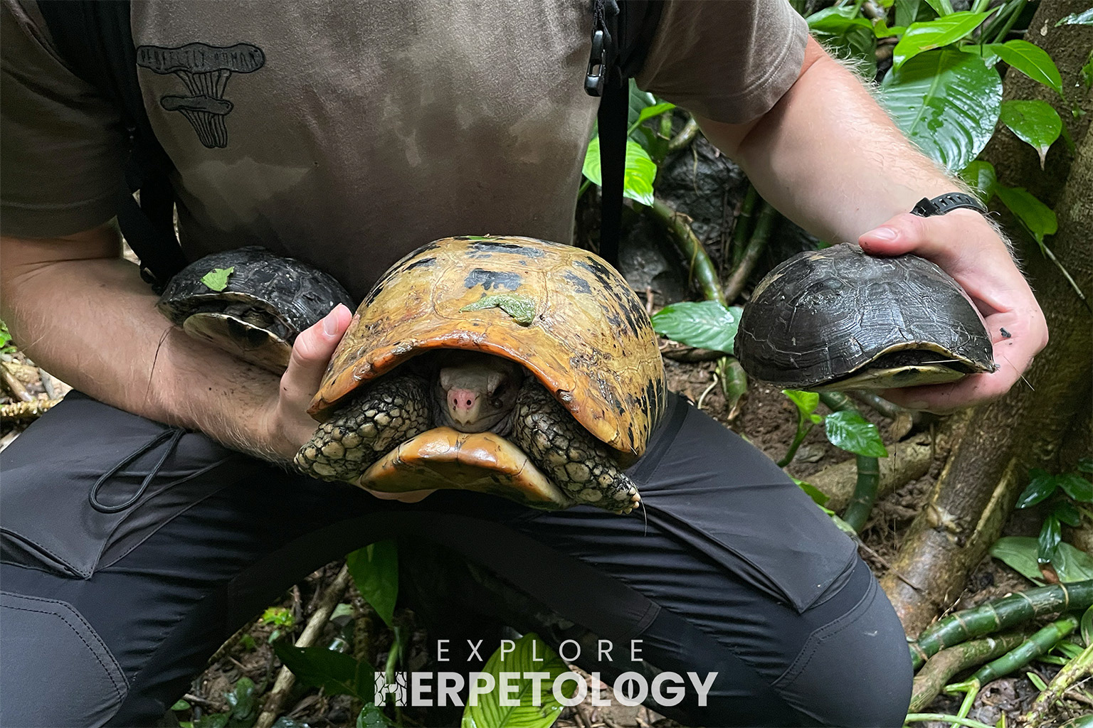 Cuora amboinensis & Indotestudo elongata.