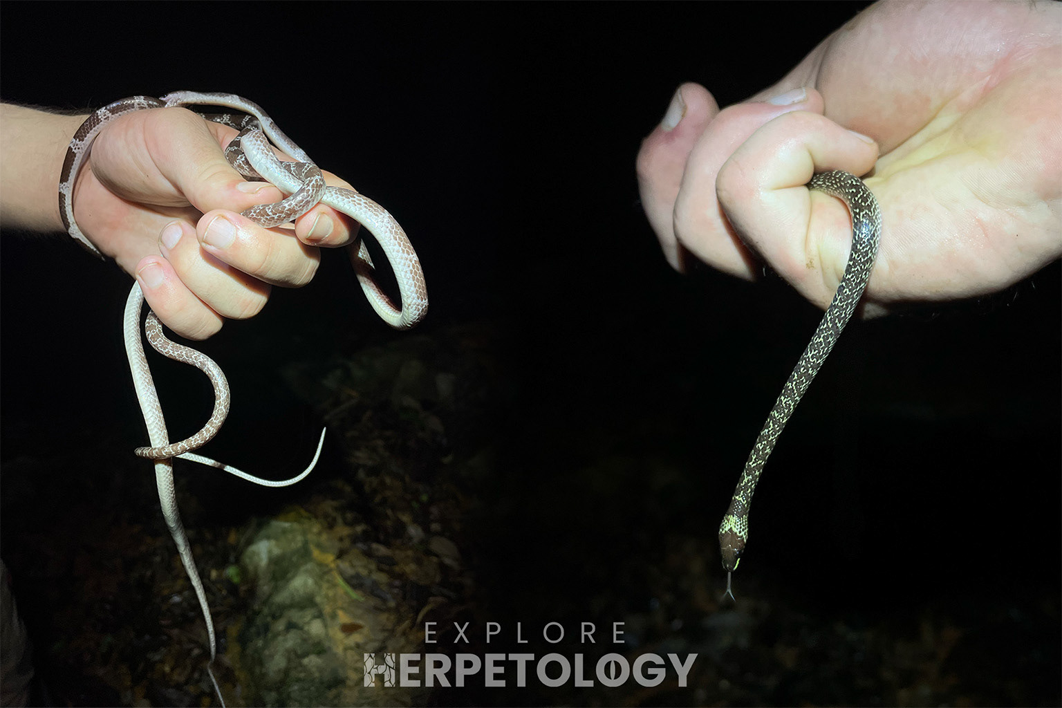 Left: Lycodon davisonii. Right: Lycodon capucinus.