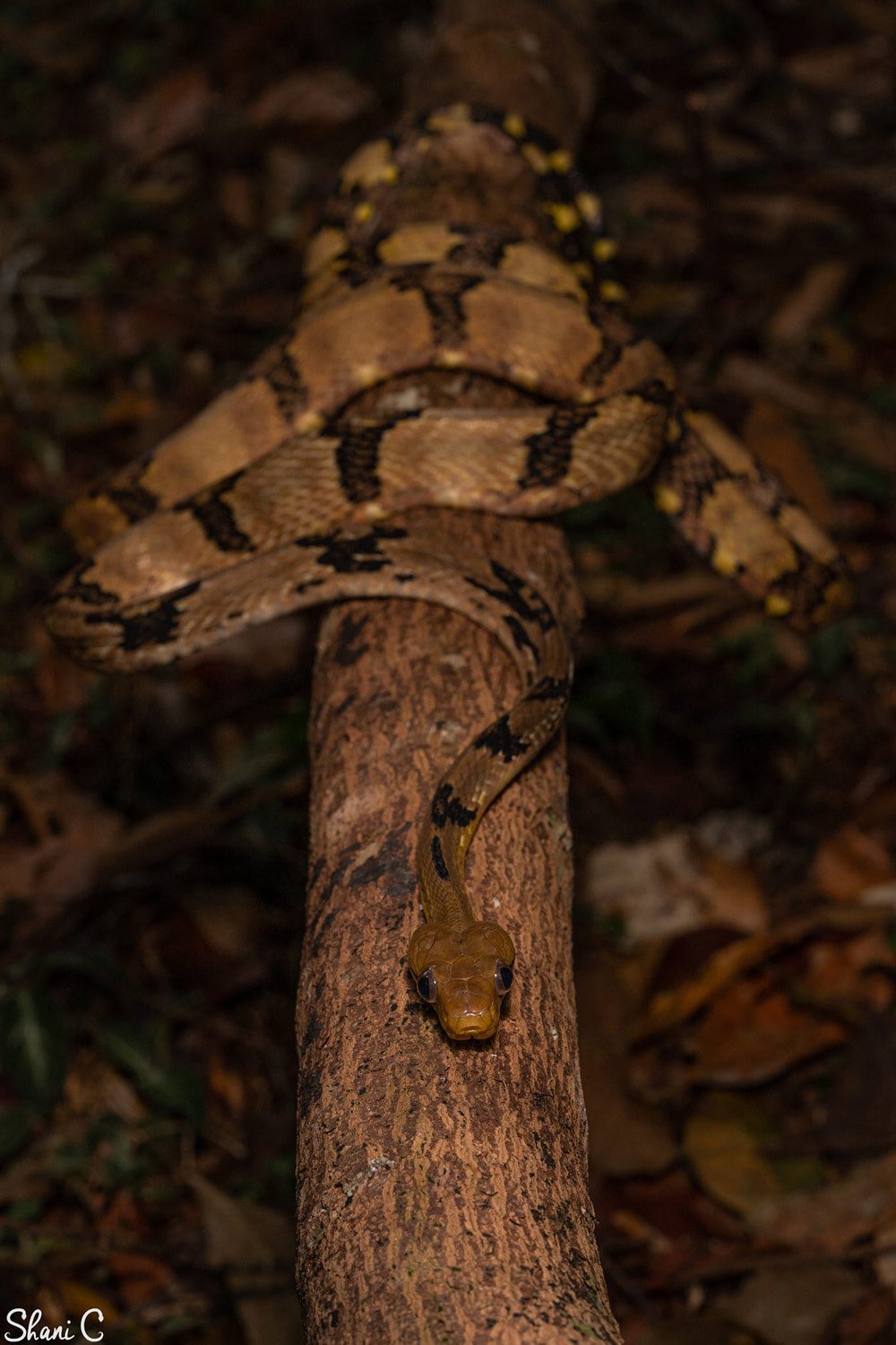 Dog-toothed cat snake (Boiga cynodon).