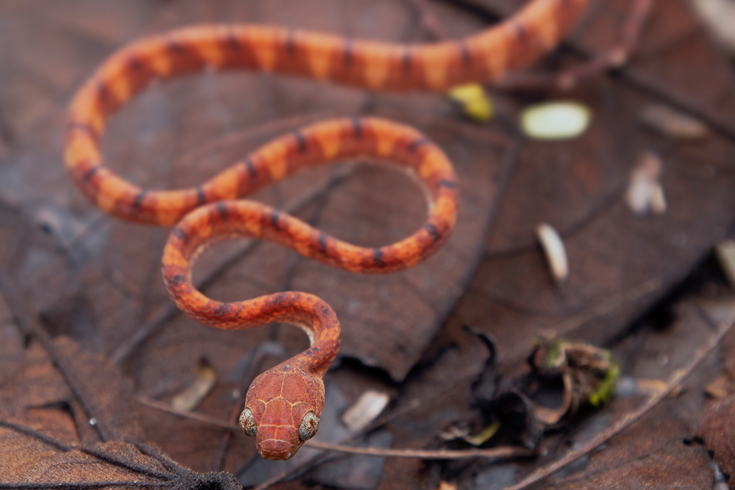 White-spotted cat snake (Boiga drapiezii)