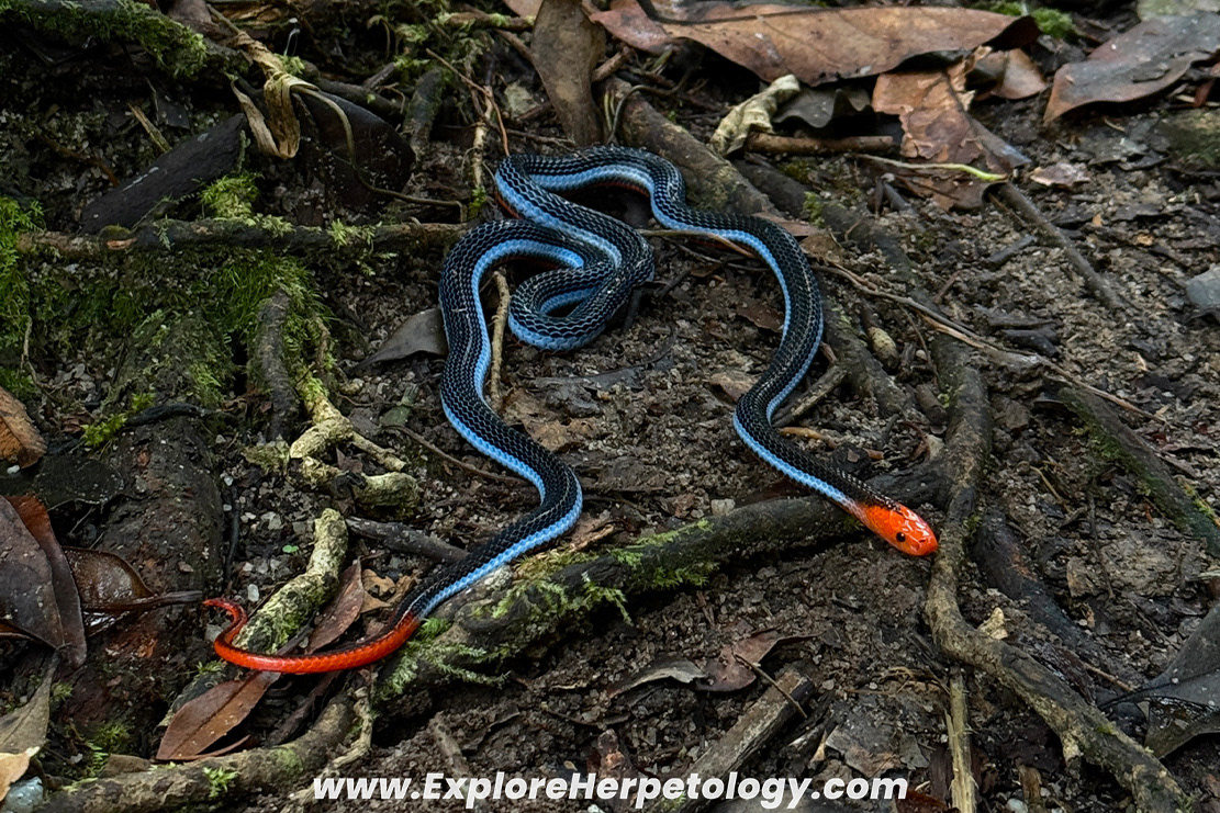 Malaysian blue coral snake (Calliophis bivirgata flaviceps).