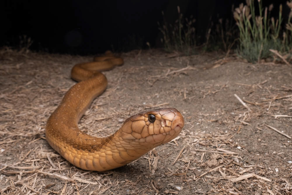 Monocled cobra (Naja kaouthia) from Thailand.