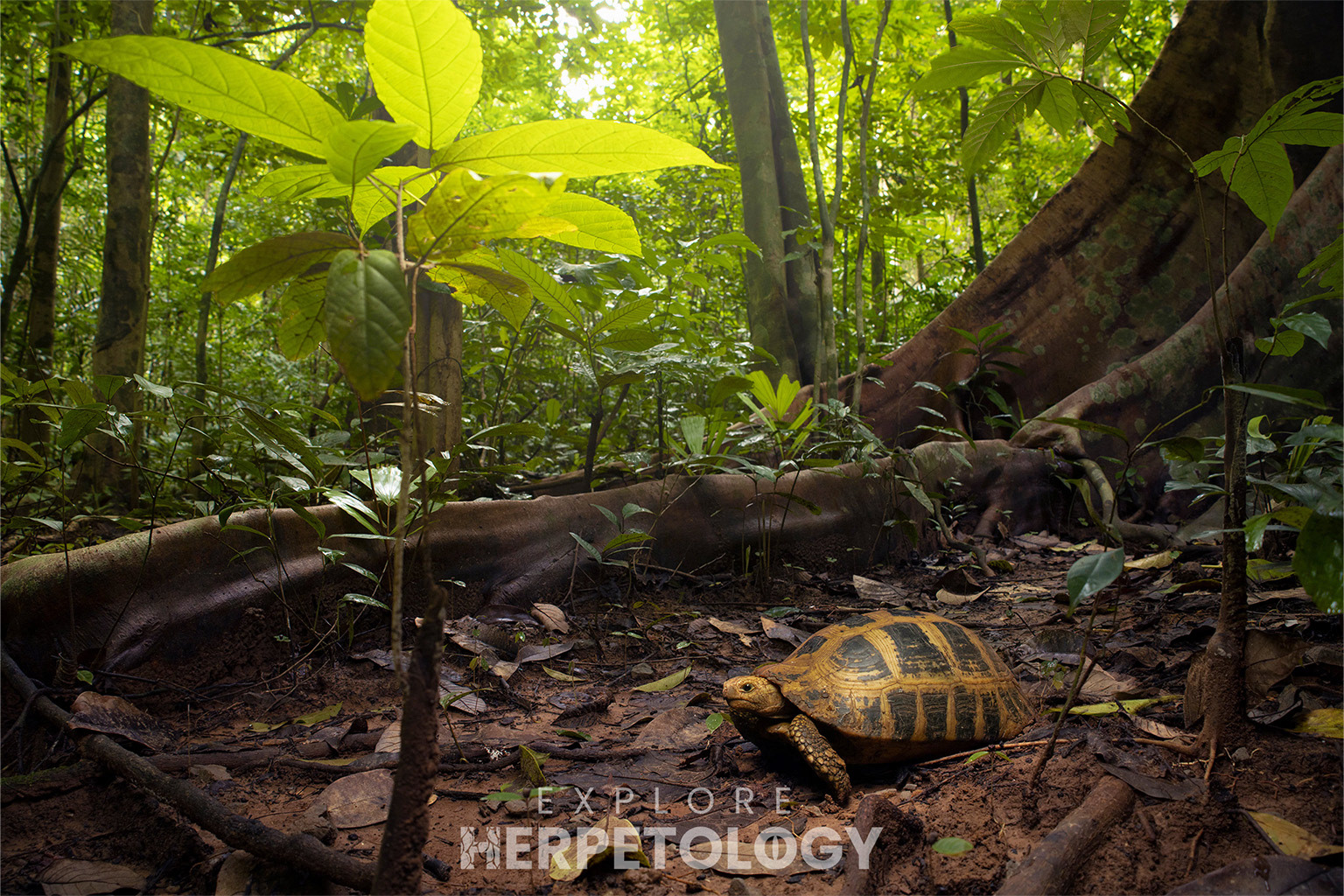 Elongated tortoise (Indotestudo elongata).