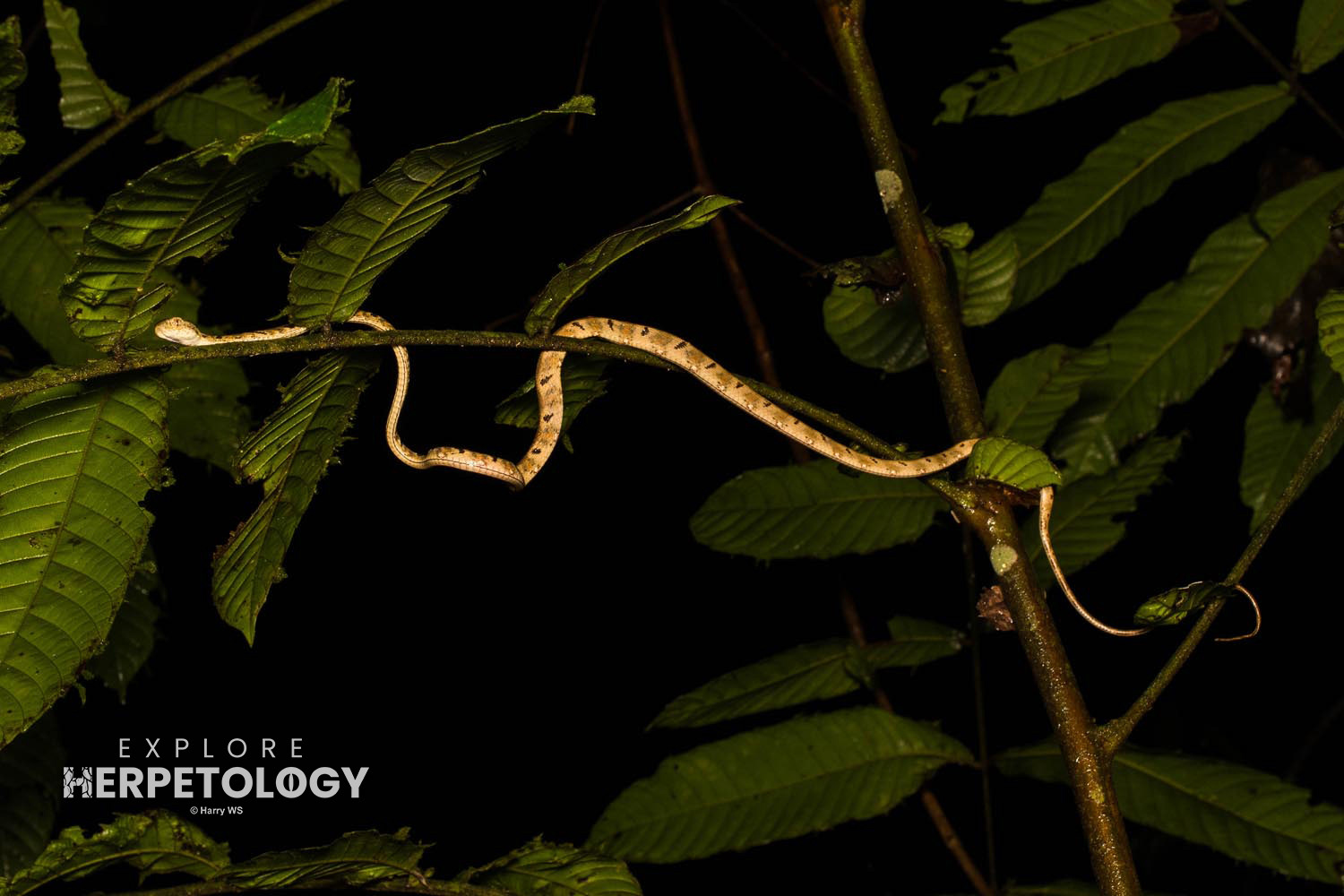 Bengkulu cat snake (Boiga bengkuluensis)