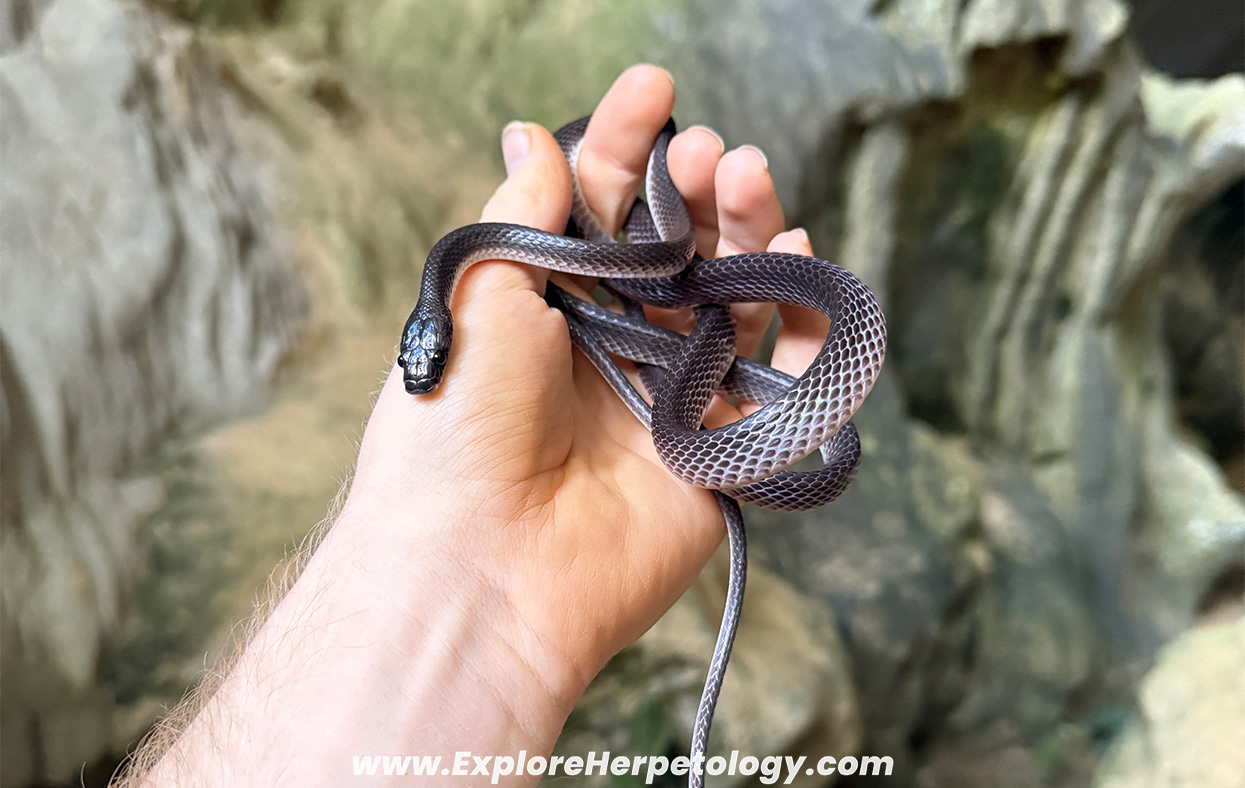 Dusky wolf snake (Lycodon albofuscus).