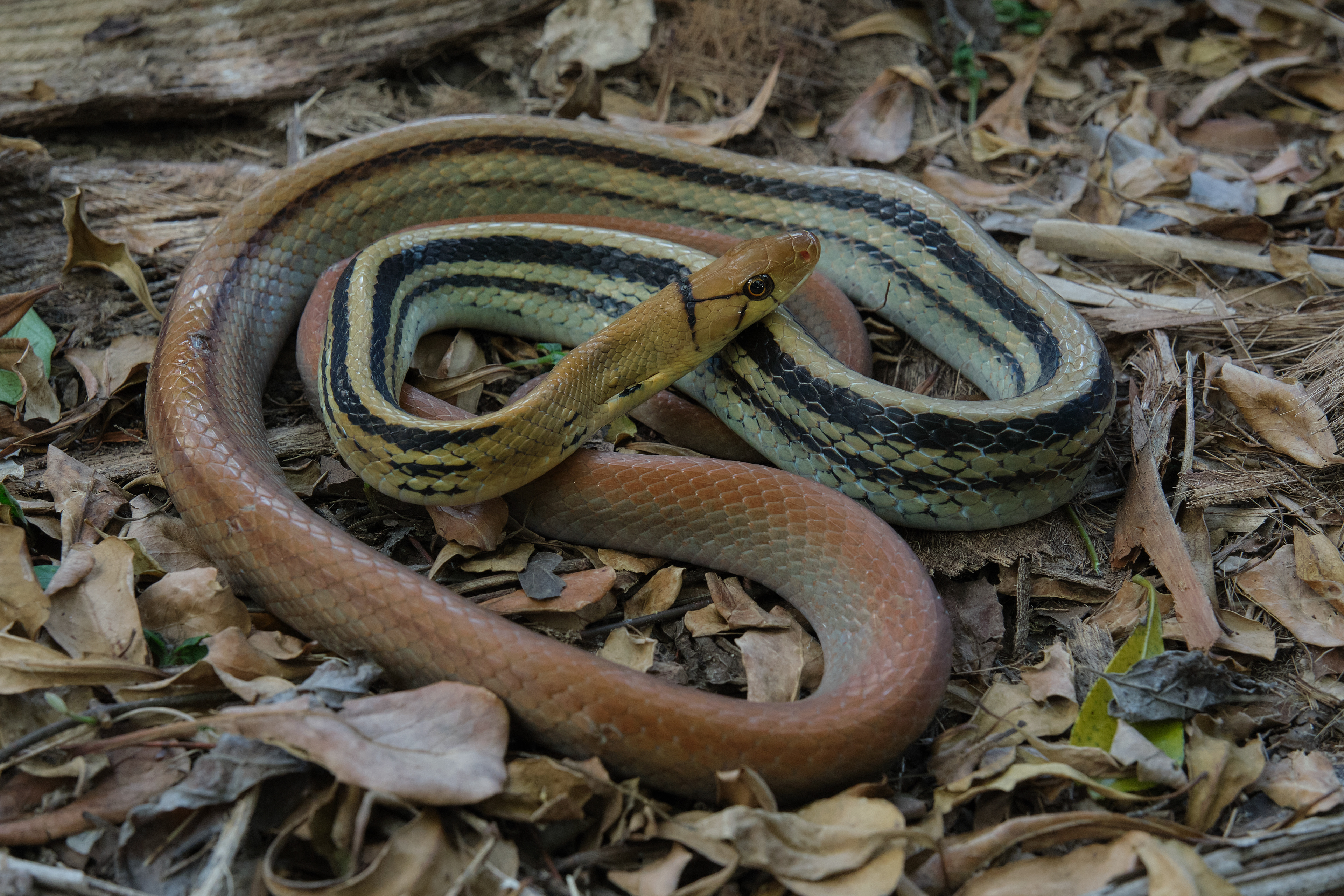 Radiated rat snake (Coelognathus radiata)