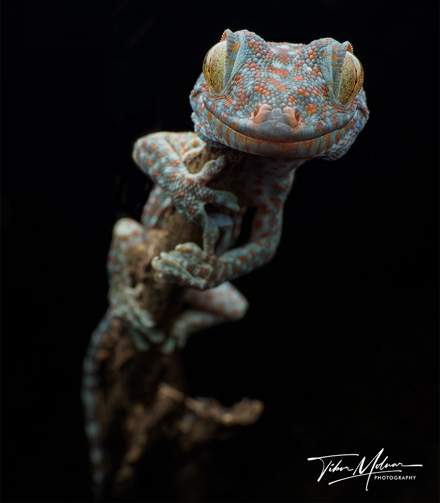 Tokay gecko (Gekko gecko).