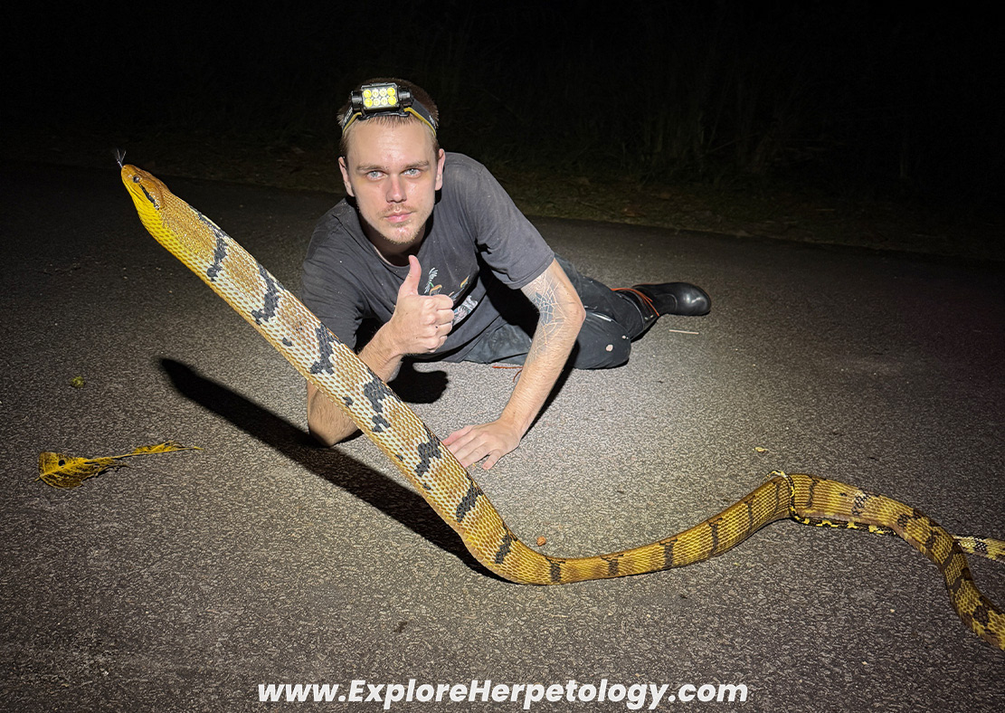 Dog-toothed cat snake (Boiga cynodon).