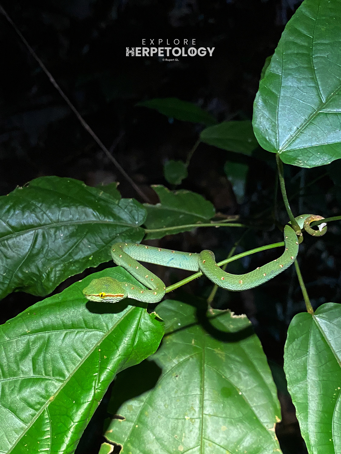 In-situ juvenile Tropidolaemus wagleri