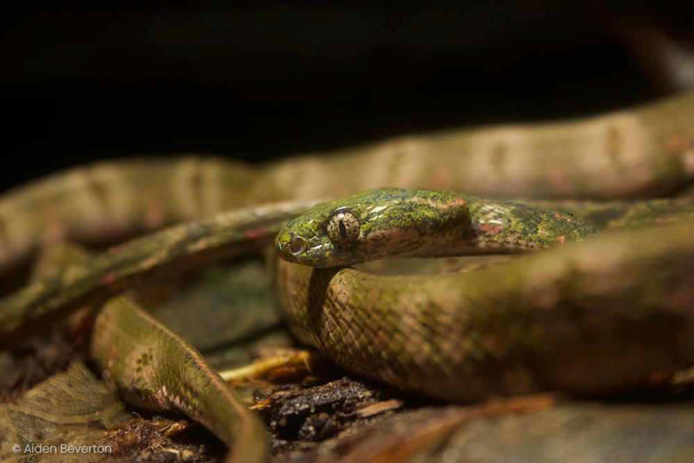 Bengkulu cat snakes (Boiga bengkuluensis)