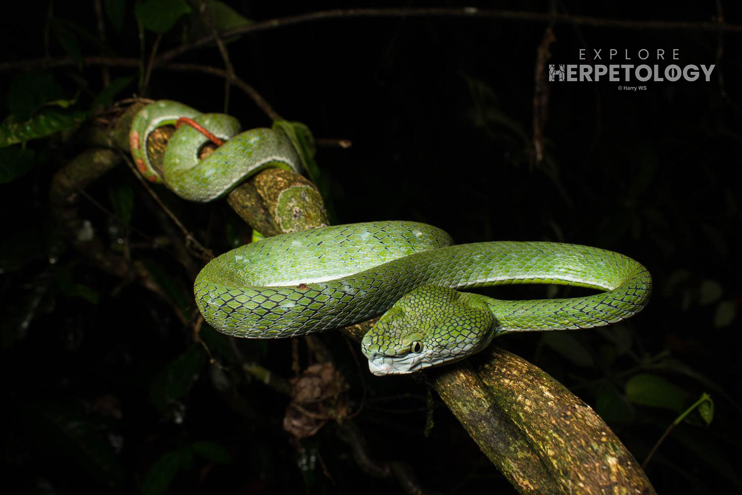 Adult female Hagen's pit-viper (Trimeresurus hageni)