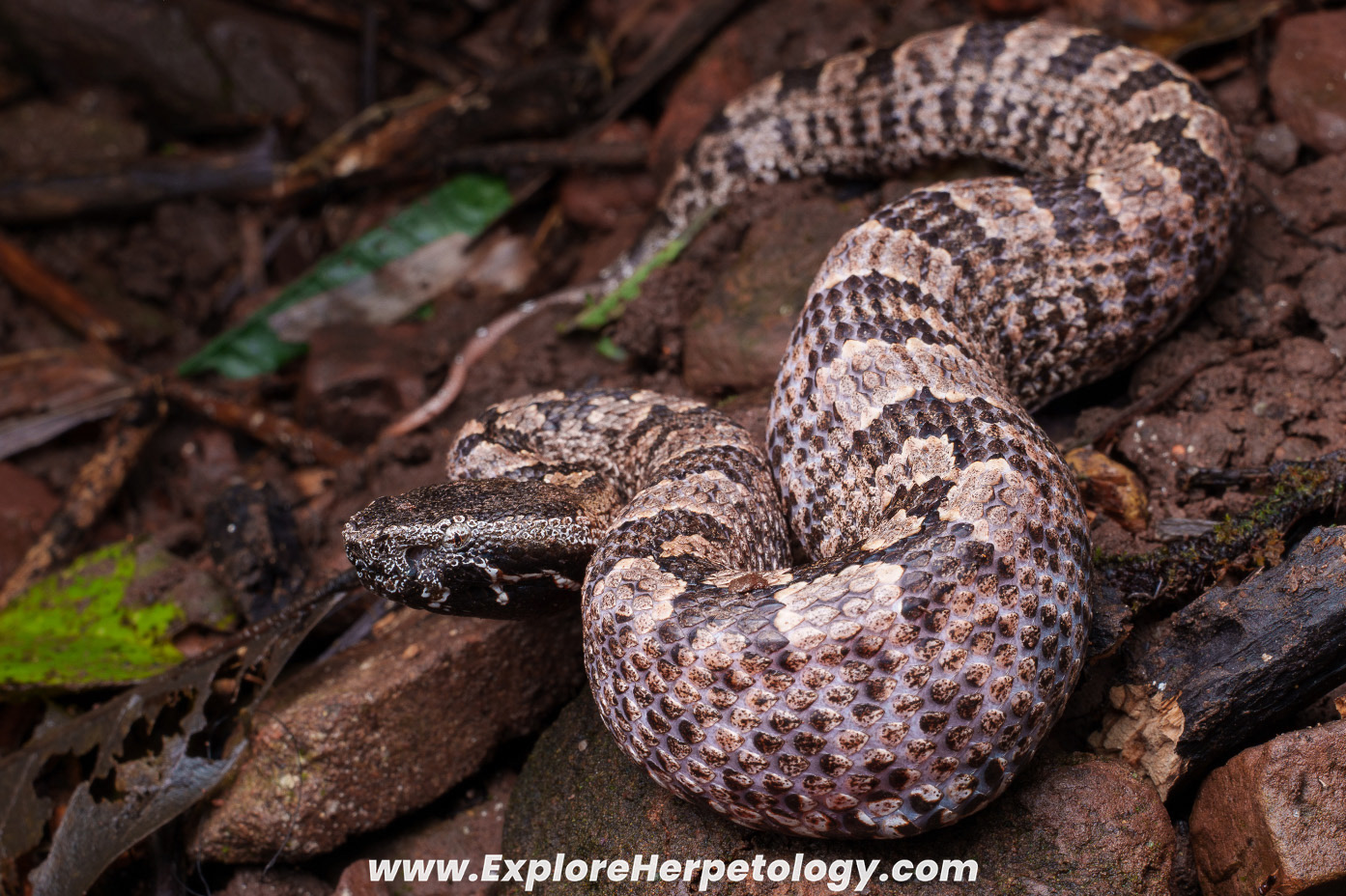 Mountain pit viper (Ovophis cf. monticola).