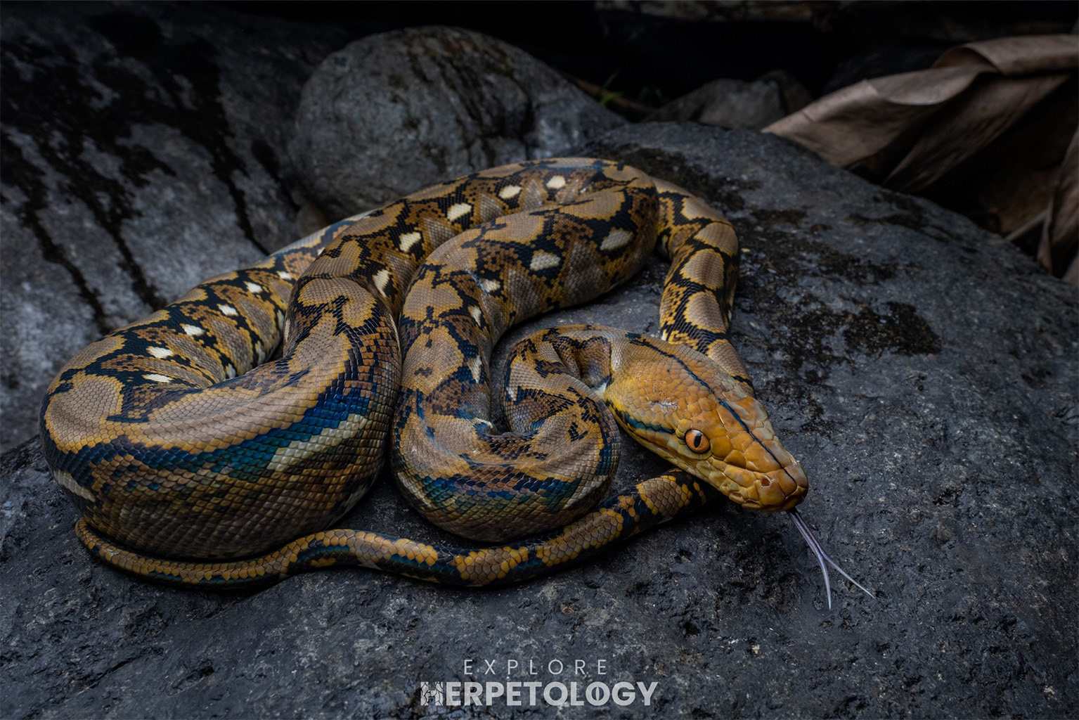 Reticulated python (Malayopython reticulatus)