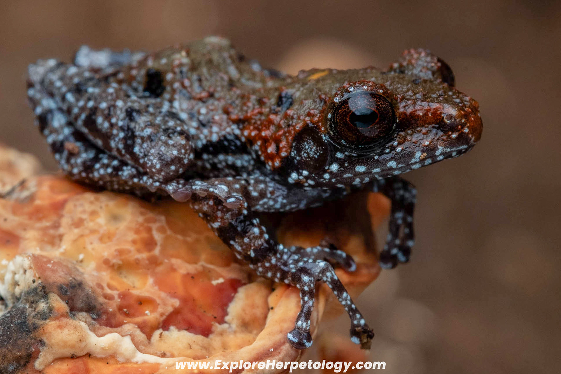 Brick-red bug-eyed frog (Theloderma lateriticum).