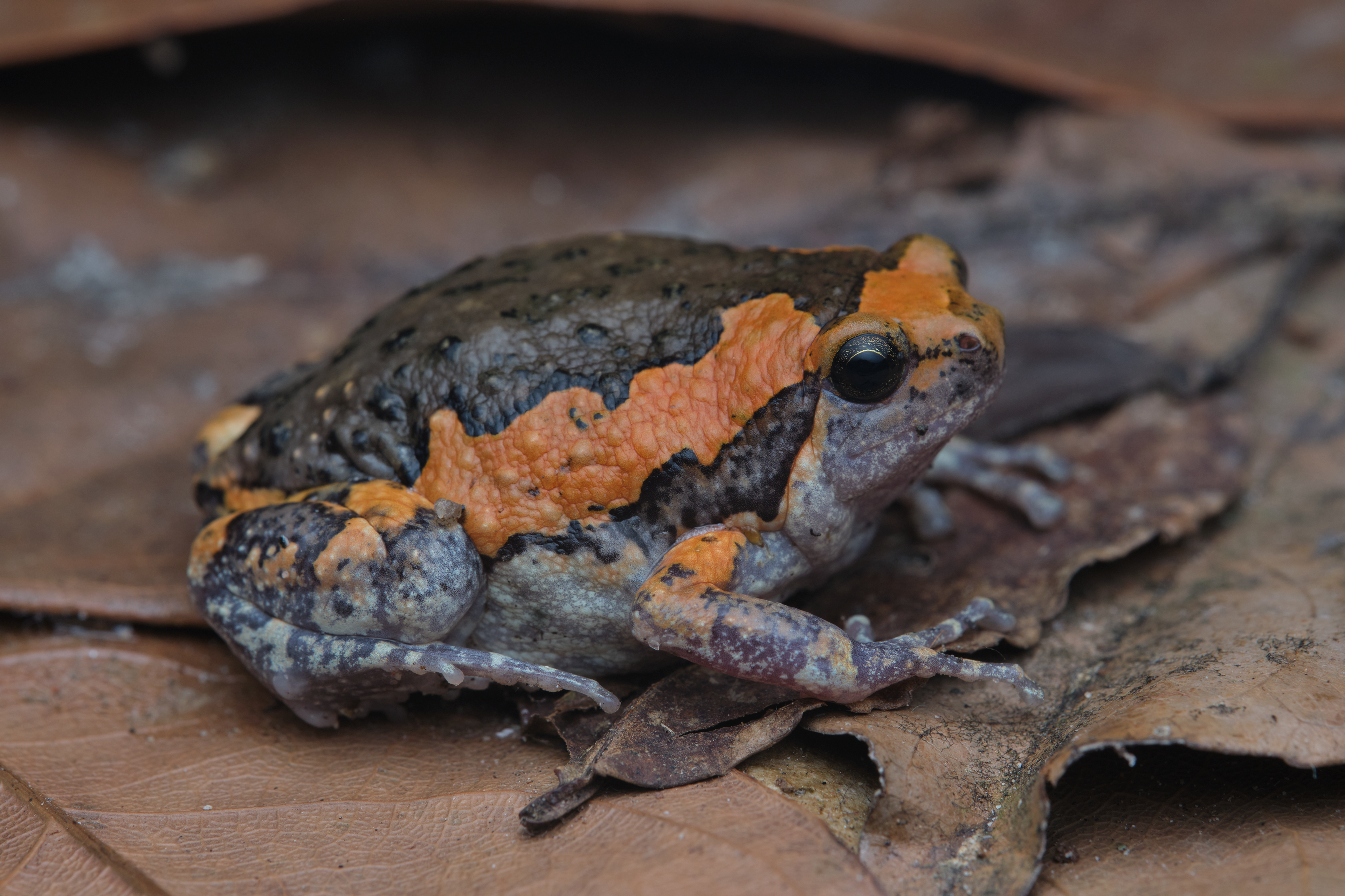Banded bullfrog (Kaloula pulchra)