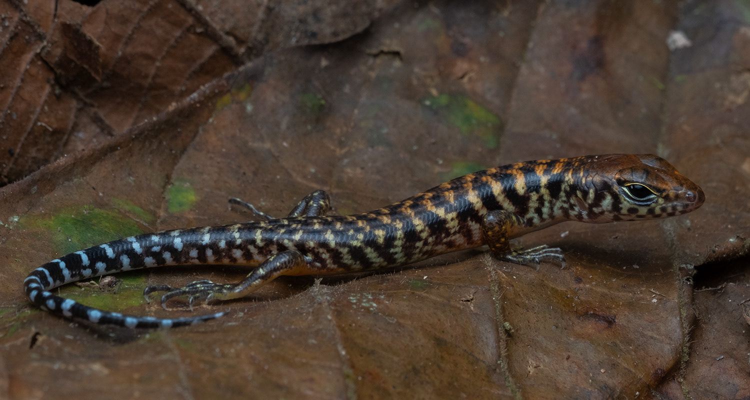 Blotched forest skink (Sphenomorphus praesignis) juvenile.