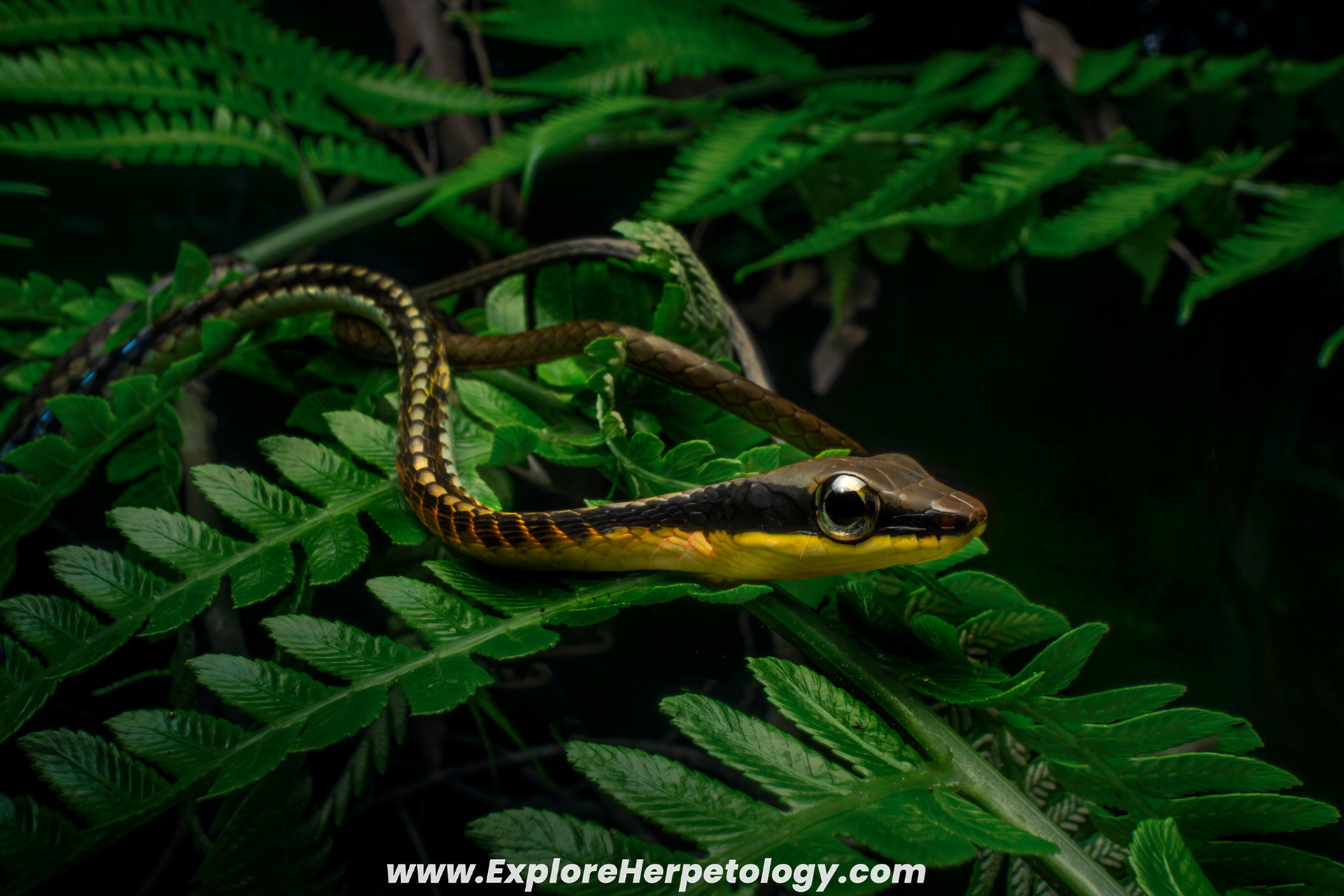 Striated bronzeback (Dendrelaphis striatus).