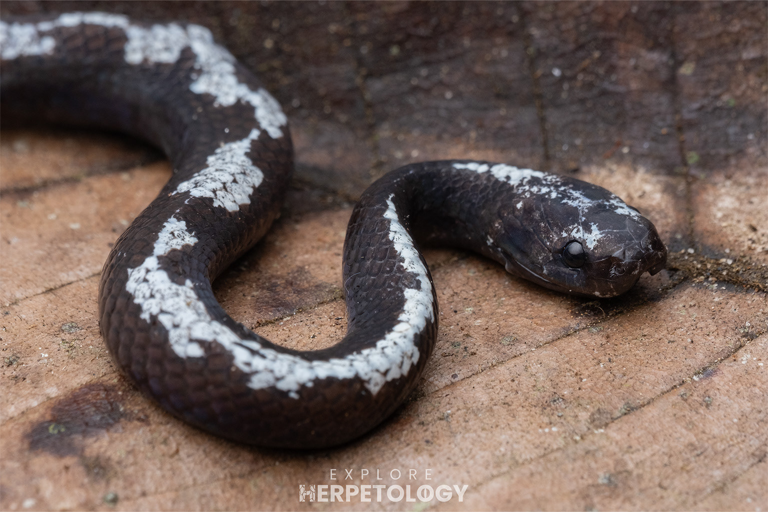 Malaccan slug snake (Asthenodipsas malaccanus)