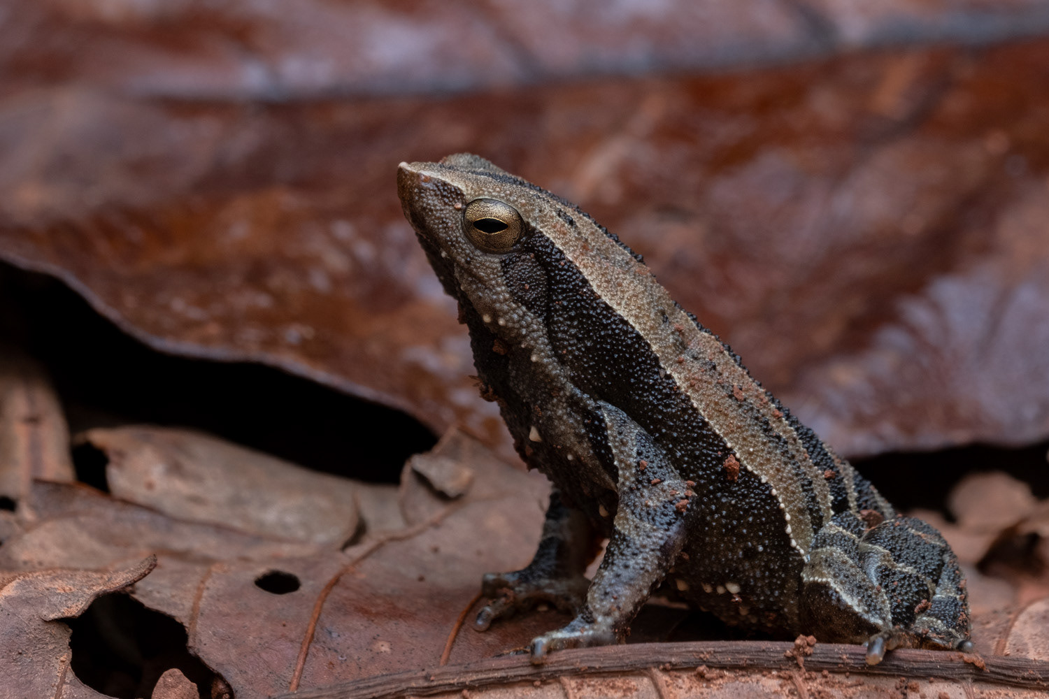 Striped sticky frog (Kalophrynus interlineatus).