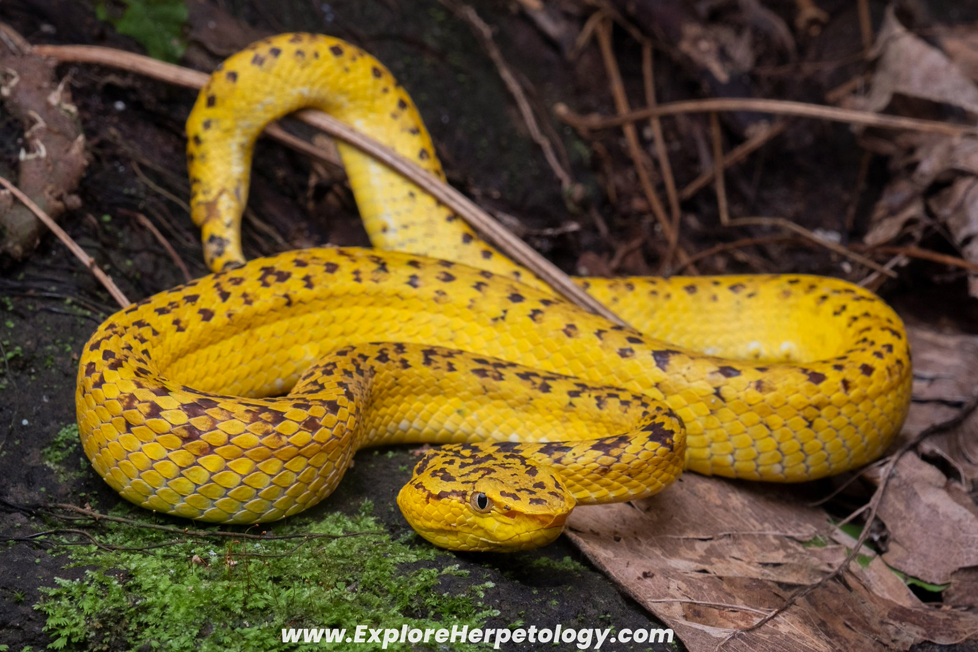 Mcgregor's pit viper (Trimeresurus mcgregori).