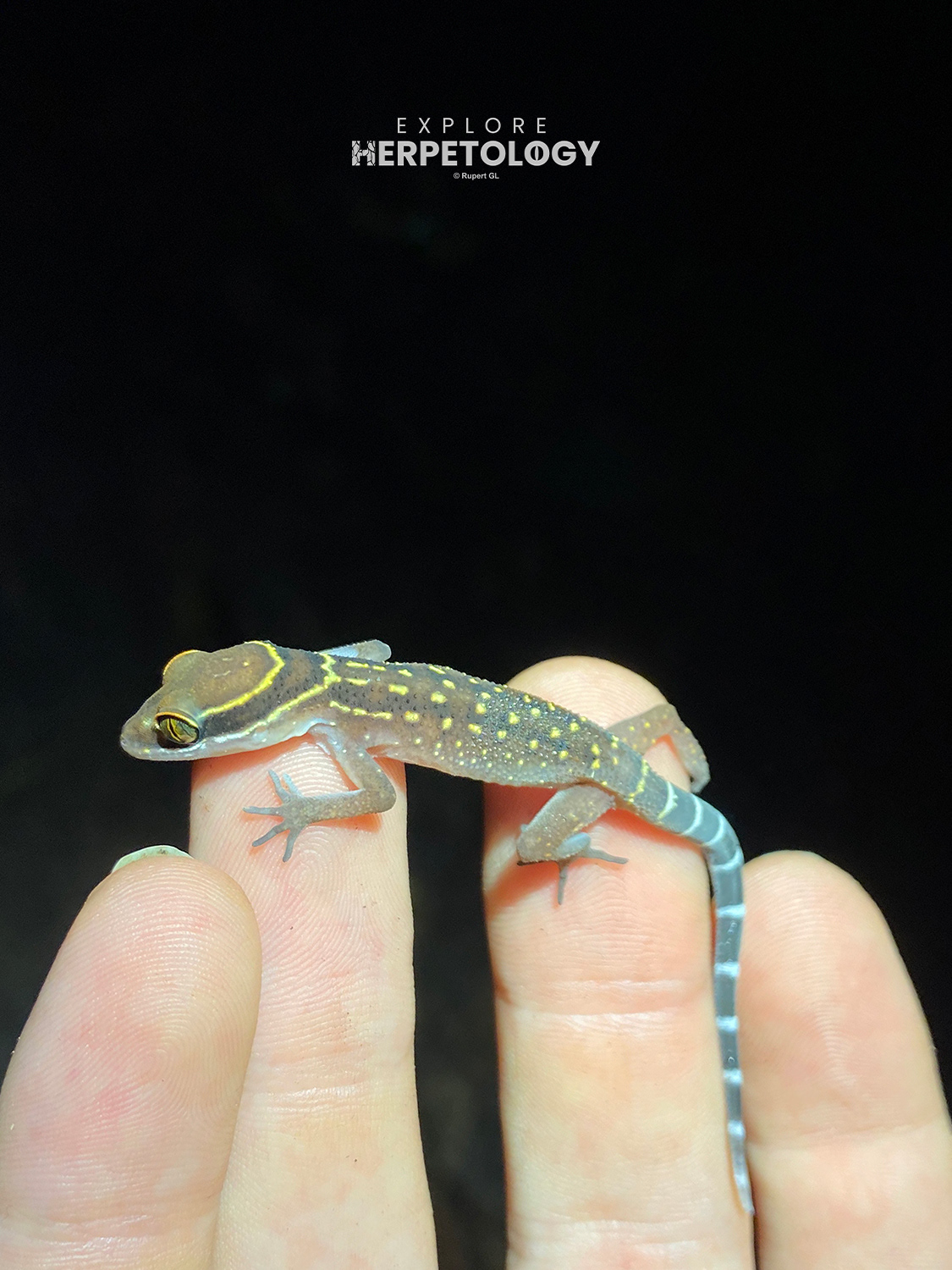 Cyrtodactylus oldhami