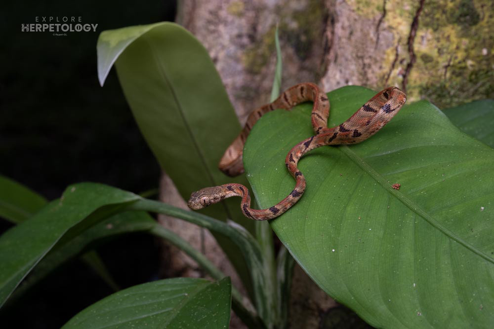 Hatchling Bengkulu cat snake (Boiga bengkuluensis)
