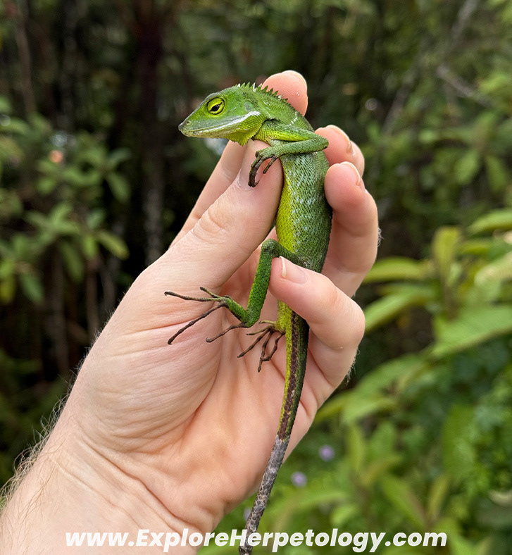 Shenlong crested lizard (Bronchocela shenlong).