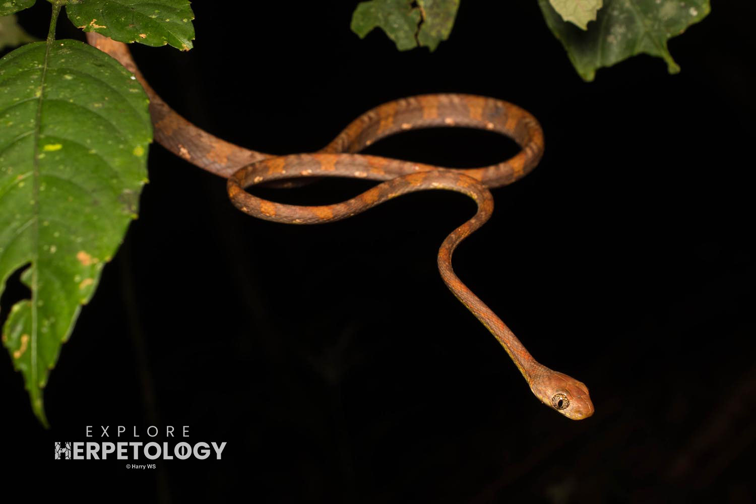 White-spotted cat snake (Boiga drapiezii)