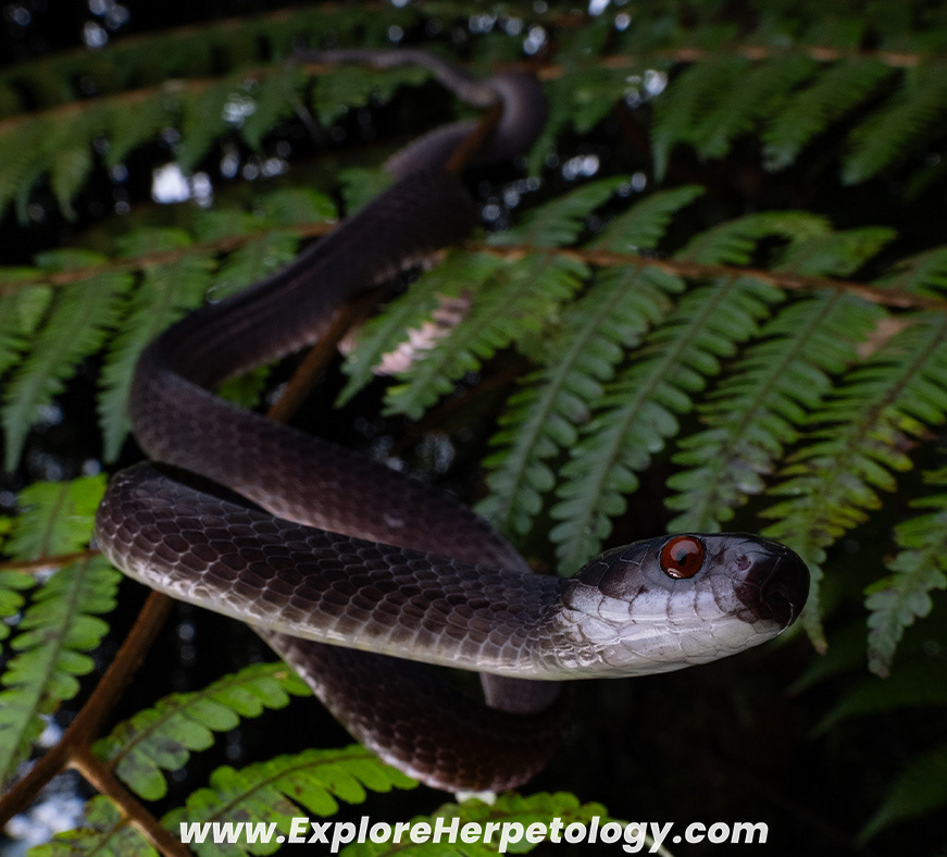 Mirkwood forest slug snake (Asthenodipsas lasgalenensis).