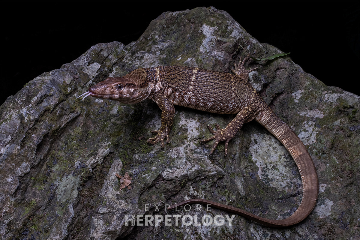 Dumeril's monitor (Varanus dumerilii).