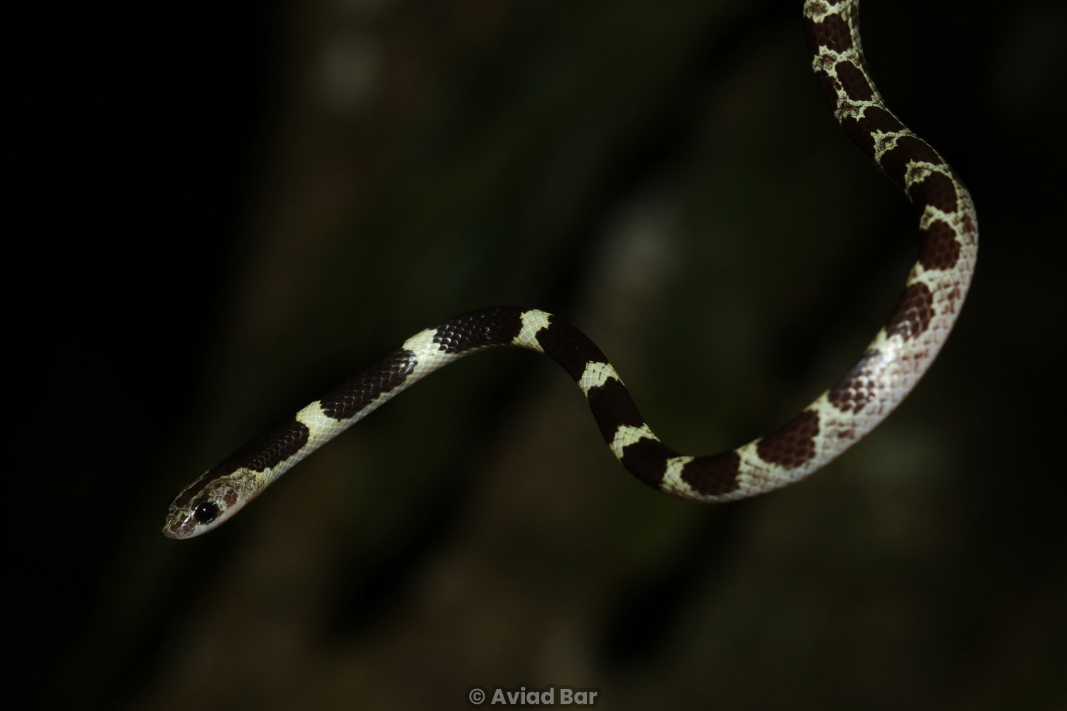 Malayan bridle snake (Dryocalamus subannulatus).