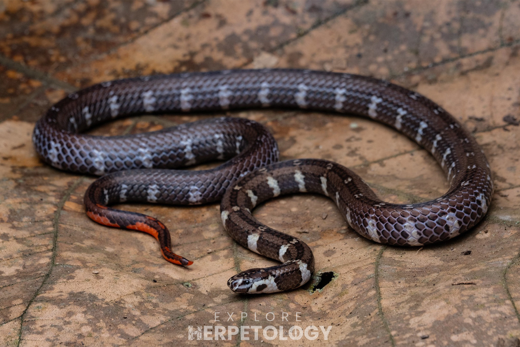 Philippine coral snake (Calliophis philippina).