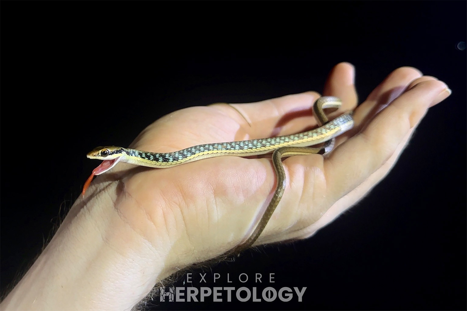 Painted bronzeback (Dendrelaphis pictus).