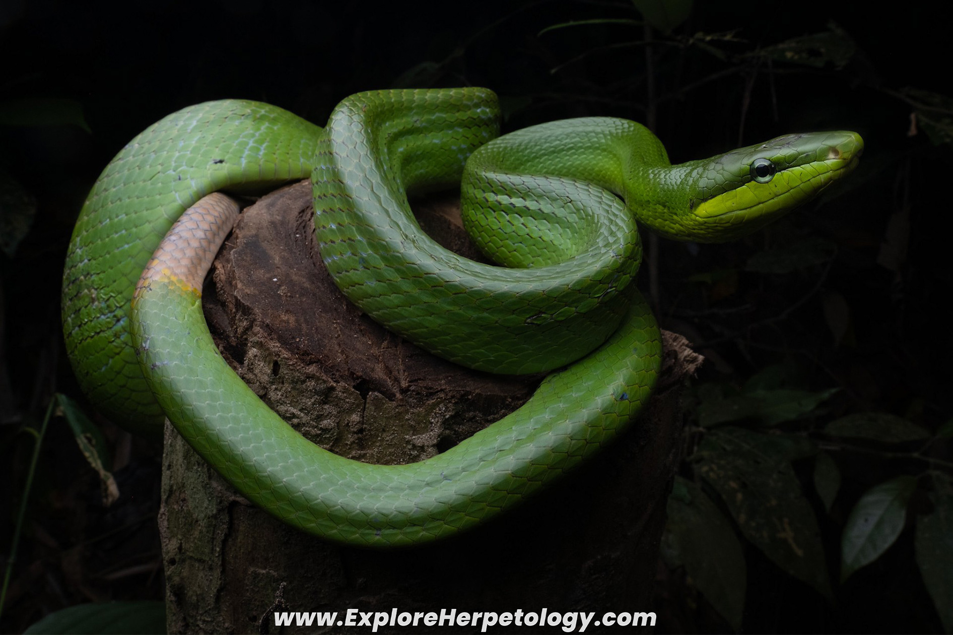 Red-tailed ratsnake (Gonyosoma oxycephalum).