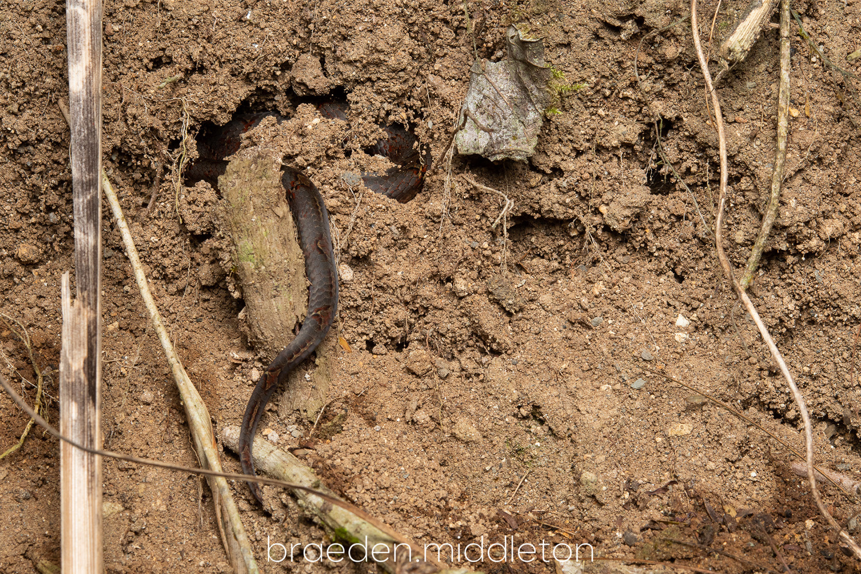In-situ Oligodon petronellae.